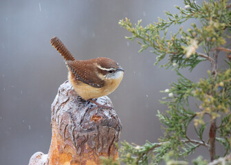 wren in winter snow