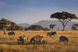 Fototapeta Konie - African zebras at beautiful landscape during sunrise safari in the Serengeti National Park. Tanzania. Wild nature of Africa..