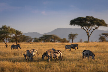 african zebras at beautiful landscape during sunrise safari in the serengeti national park. tanzania