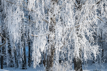 Wall Mural - not frozen pond in winter