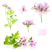 Pink Flowers Of Rose Geranium Isolated On A White Background. 