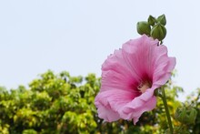 Beautiful Flowers, Close Up Pink Flower, Hollyhock Flowers, Althaea Rosea