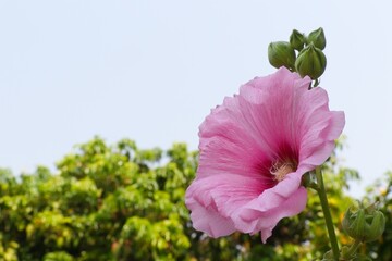 Wall Mural - Beautiful pink hollyhock flower blooming under clear blue sky with green foliage background, perfect for spring and summer nature concepts