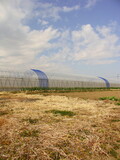 Fototapeta  - 早春の野菜畑とビニールハウスのある風景