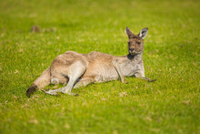 Western Grey Kangaroo (Macropus Fuliginosus) Lying In Grass