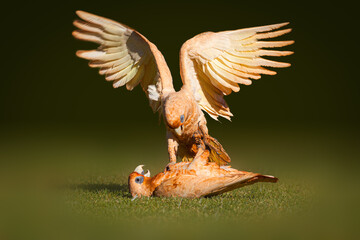 Play fighting Little Corella's (Cacatua sanguinea)