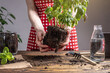 Woman in a red apron is transplanting green basil seedlings into a larger pot and taking care of them. Concept of gardening, agriculture, spring