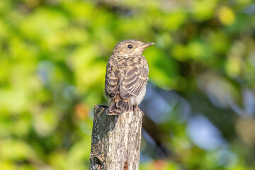 little bird