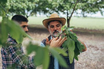 Wall Mural - farmers talking in walnut orchard