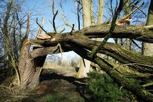 Huge Tree That Fell Over In A Strong Storm
