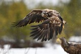 Fototapeta Zachód słońca - Eagle in flight in the rain in winter