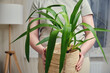 A woman holds a pot with a plant yucca in her hands while standing in a home living room