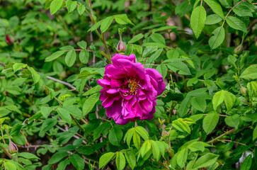 Canvas Print - Shrub of rosa acicularis prickly wild rose