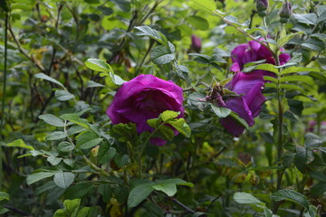 Canvas Print - Shrub of rosa acicularis prickly wild rose