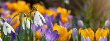 Beautiful Colorful Panorama Of Blooming Spring Meadow Landscape, With Snowdrop (Galanthus Nivalis) And Crocus (Crocus Sieberi), Illuminated By The Morning Sun