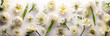 Tender ranunculus flowers in flatlay