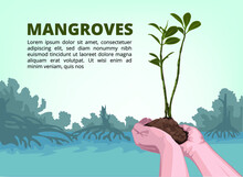 Mangrove Tree Planting. Mangrove Forest Background Vector Eps 10