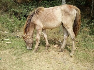 two donkeys grazing in a field