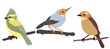 bird on branch flat design on white background , isolated vector