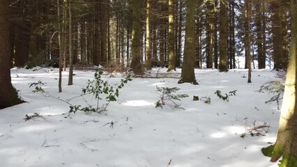 Wall Mural - Into the snow covered winter forest