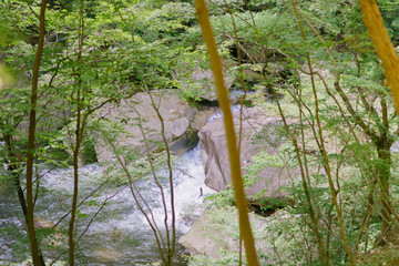 Wall Mural - stream in the forest