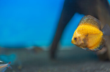 Wall Mural - Close up view of gorgeous millennium gold discus aquarium fish isolated on blue background. Hobby concept.