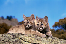 Two Cougar Cubs Lying On A Rock