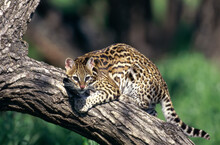 Ocelot On The Branch Of A Tree
