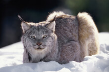 Close-up Of A Lynx Lying On Snow