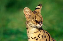 Close-up Of A Serval
