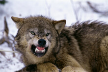Close-up Of A Timber Wolf Growling