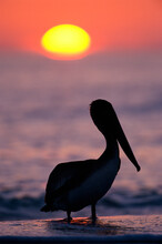 Silhouette Of A Brown Pelican, Sanibel Island, Florida, USA (Pelecaniform Seabird)