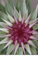 Close-up Of A Musk Thistle