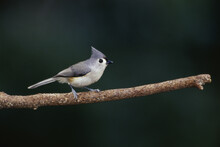 Tufted Titmouse On A Branch