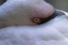 Close-up Of A Lesser Flamingo