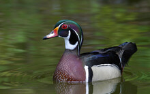 Male Wood Duck Floating On Water