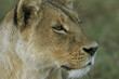 © SuperStock - Close-up of the face of a lioness