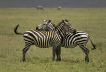 Two Zebras In A Field