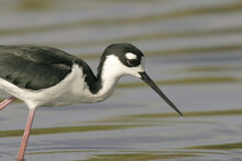Close-up Of A Black-Necked Stilt Walking In Water