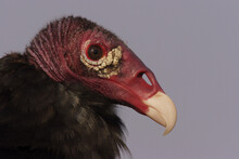 Close-up Of A Turkey Vulture (Cathartes Aura)