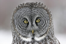 Close-up Of A Great Gray Owl (Strix Nebulosa)