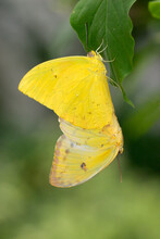 Close-up Of Two Orange-barred Sulphur Butterflies On A Leaf (Phoebis Philea)