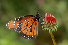 Side Profile Of A Queen Butterfly On A Flower Pollinating (Danaus Gilippus)