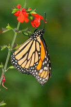 Close-up Of A Queen Butterfly On A Flower Pollinating (Danaus Gilippus)
