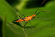 © SuperStock - Side profile of an Assassin Bug on a leaf