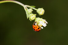 Close-up Of A Ladybug On A Flower