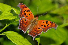 High Angle View Of A Question Mark Butterfly On A Leaf (Polygonia Interrogationis)