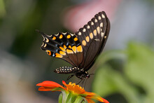 Close-up Of A Black Swallowtail Butterfly On A Flower Pollinating (Papilio Polyxenes)