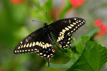 High Angle View Of A Black Swallowtail Butterfly On A Leaf (Papilio Polyxenes)