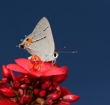Close-up Of A Gray Hairstreak Butterfly Pollinating A Flower (Strymon Melinus)